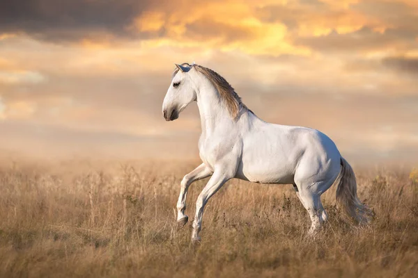 Iberský Kůň Pohybu Při Západu Slunce — Stock fotografie