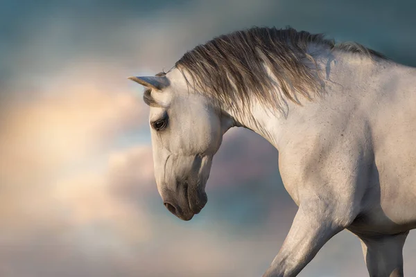 Cavalo Gre Com Crina Longa Correr Livre Contra Céu Por — Fotografia de Stock