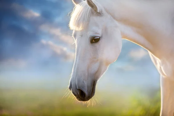 Cavalo Cinzento Com Crina Longa Correr Livre Contra Céu Por — Fotografia de Stock