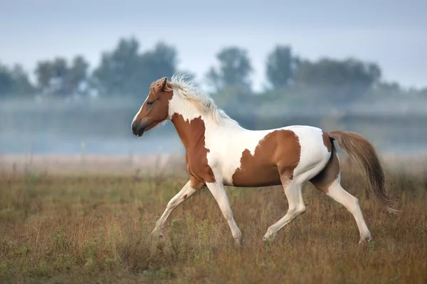 Piebald Horse Run Gallop Fog Meadow — Stock Photo, Image