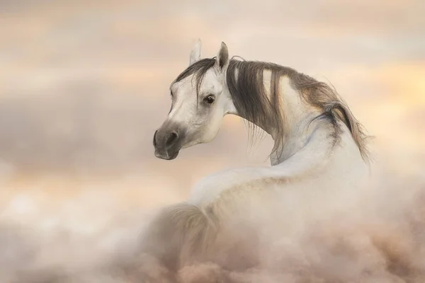 灰蒙蒙的阿拉伯马在沙漠的尘土中自由奔跑 — 图库照片