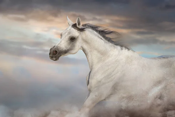 Grey Arabian Horse Run Free Desert Dust — Stock Photo, Image