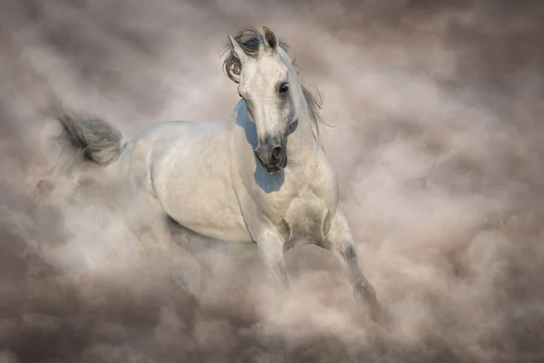 Caballo Árabe Gris Corre Libre Sobre Polvo Del Desierto — Foto de Stock