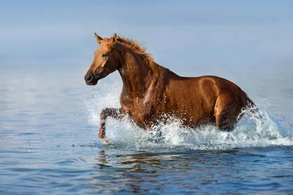 Rouge Beau Galop Course Étalon Dans Eau Avec Éclaboussure — Photo