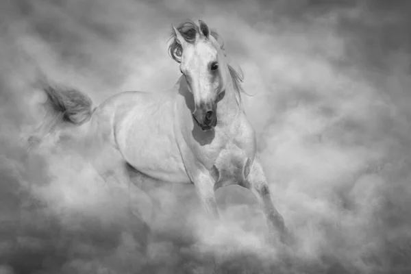 Caballo Árabe Gris Corre Libre Sobre Polvo Del Desierto —  Fotos de Stock