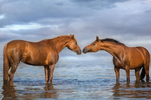 Piękny Czerwony Zatokowy Portret Konia Wodzie — Zdjęcie stockowe
