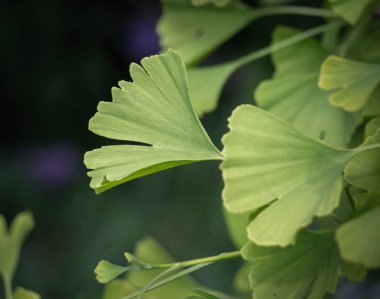 Ginkgo biloba - yeşilli Baldırıkara otu ağaç dal yapraklar