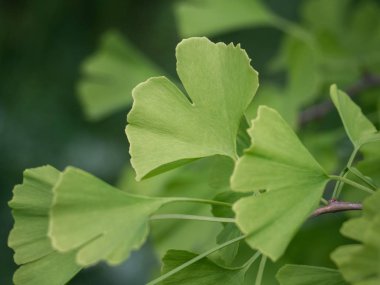 Ginkgo biloba - yeşilli Baldırıkara otu ağaç dal yapraklar