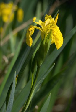 Gölün kıyısında sarı süsen - Iris pseudacorus-