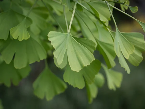 Twig of Ginkgo biloba - maidenhair tree with green leafs