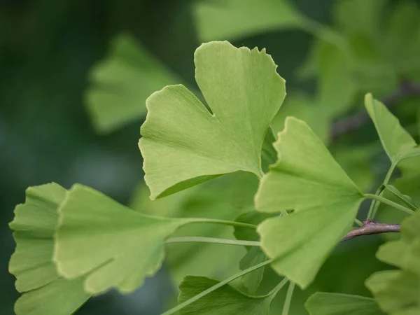 Twig of Ginkgo biloba - maidenhair tree with green leafs