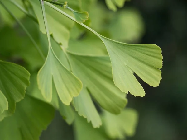 Twig of Ginkgo biloba - maidenhair tree with green leafs