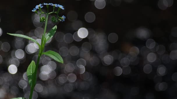 Pomněnka květina na potoce bokeh — Stock video
