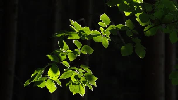 Taze Yeşil Kayın Ağacının Dalını Böcekler Öğleden Sonra Arka Işık — Stok video