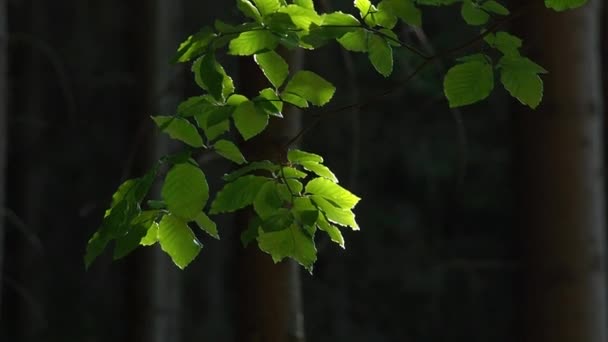 Taze Yeşil Kayın Ağacının Dalını Böcekler Öğleden Sonra Arka Işık — Stok video