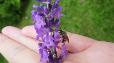 Epeoloides coecutiens içinde bir palmiye lavanta çiçeği üzerinde.