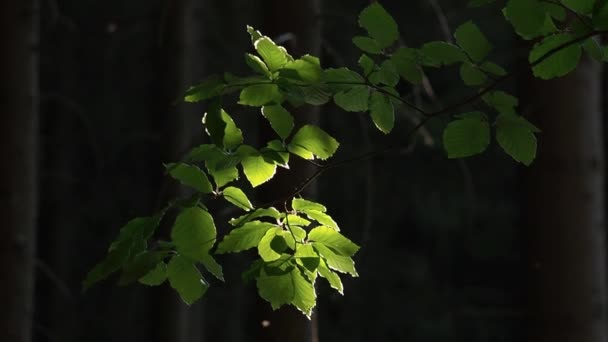 Gałąź Drzewa Bukowe Świeża Zieleń Liści Latające Owady Podświetlenie Popołudnie — Wideo stockowe