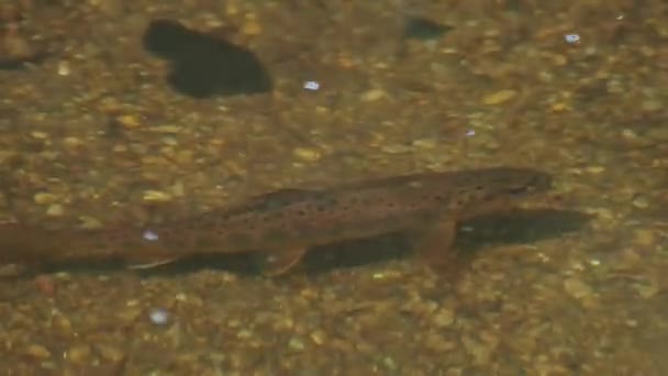 Beekforel Salmo Trutta Fario Salmo Trutta Een Ondiep Mountain Creek — Stockvideo