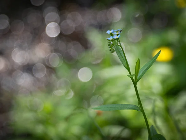 Flor Madera Forget Myosotis Sylvatica Fondo Del Bokeh Natural Del — Foto de Stock