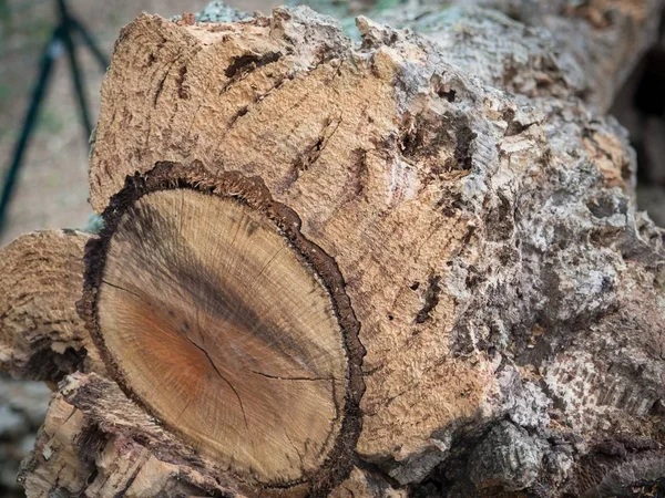 Close Bark Cork Oak Tree Tree Trunk Cut — Stock Photo, Image