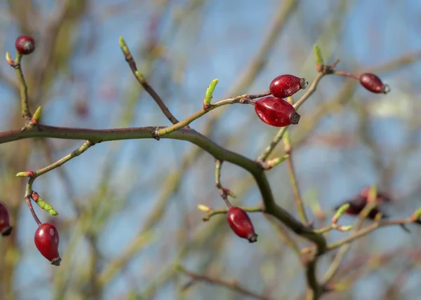 Dog rose knoppar — Stockfoto