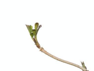 Siyah tomurcukları çok yaşlı 