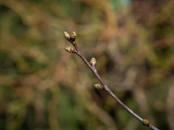 Sour cherry bud — Stock Photo, Image