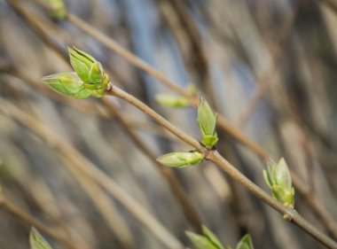 Lila tomurcukları ile 