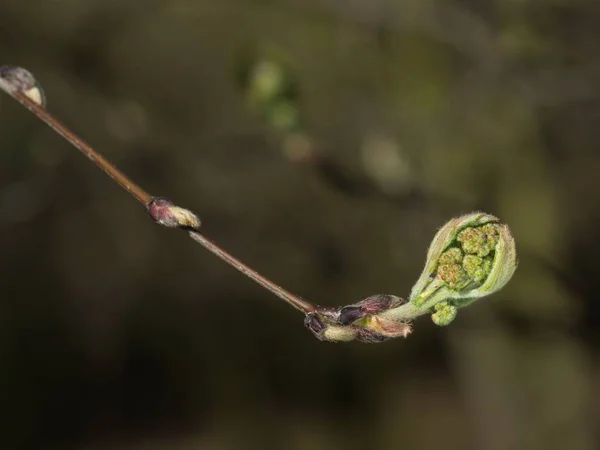 芽を持つローワンの木 — ストック写真