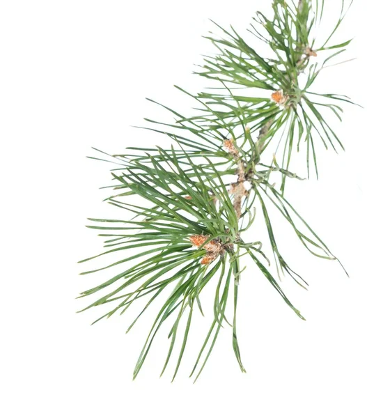 Pine tree twig with buds — Stock Photo, Image