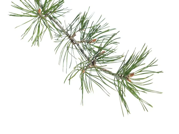 Pine tree twig with buds Stock Image