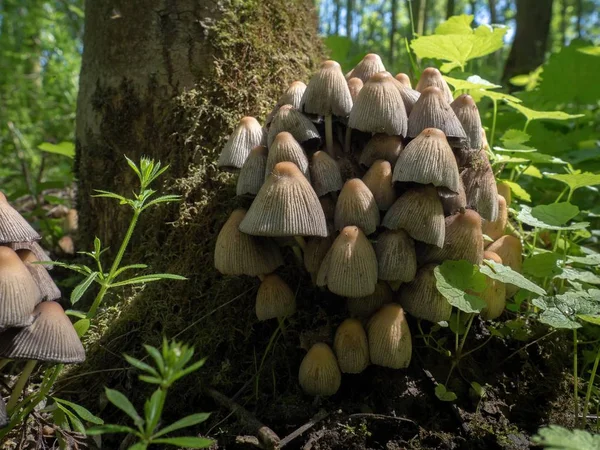 Shiny cap (Coprinellus micaceus) — Stock Photo, Image