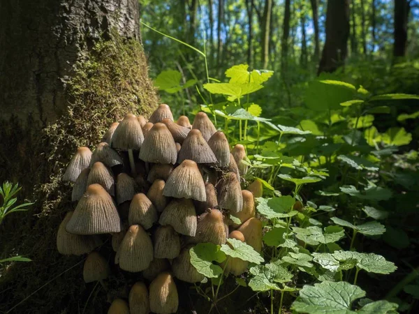 Shiny cap (Coprinellus micaceus) — Stock Photo, Image