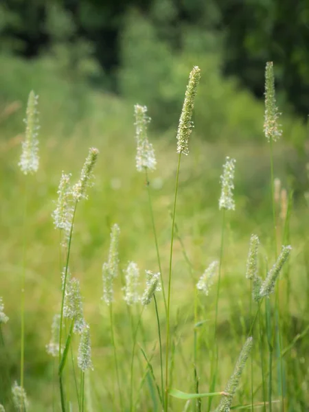 Bloeiende Timothy Grass — Stockfoto