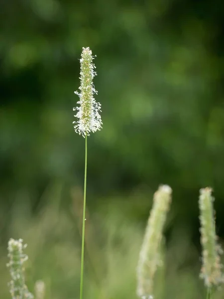 Цветущая трава Тимоти — стоковое фото