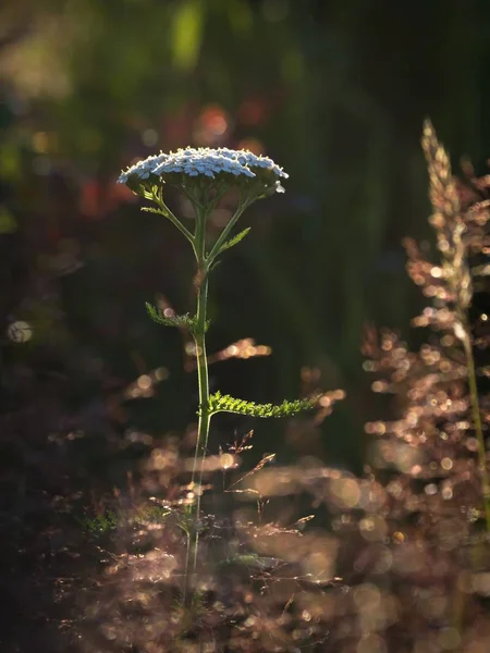 Milenrama común - Achillea millefolium — Foto de Stock