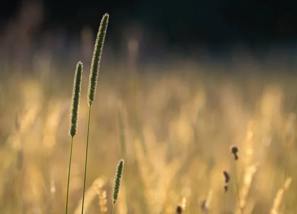 Bloeiende Timothy Grass — Stockfoto