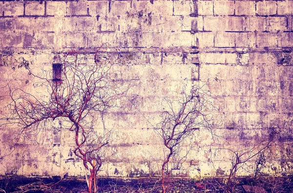 Старая Гранж Стена Сушеными Растениями Винтажные Цвета Концепция Распада — стоковое фото