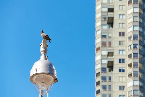 Pombo Uma Lâmpada Rua Edifício Borrado Distância — Fotografia de Stock