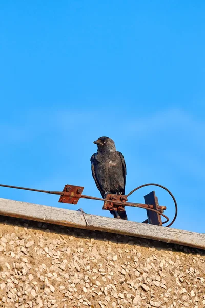 European Jackdaw Coloeus Monedula Sitting Roof — Stock Photo, Image