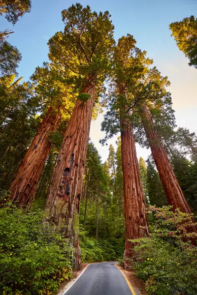 Estrada Cênica Parque Nacional Sequoia Pôr Sol Califórnia Eua — Fotografia de Stock