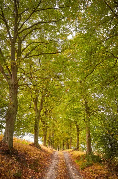 Camino Escénico Bosque Otoñal — Foto de Stock