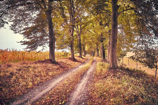 Afbeelding Van Een Schilderachtige Weg Herfst Vintage Toning Toegepast — Stockfoto