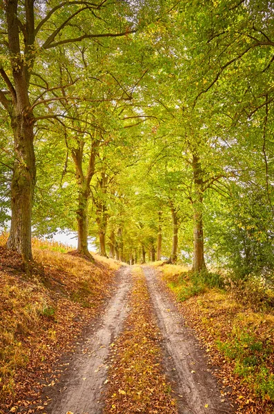 Schilderachtige Weg Een Herfst Bos — Stockfoto