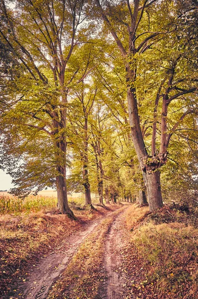 Afbeelding Van Een Schilderachtige Weg Herfst Vintage Toning Toegepast — Stockfoto