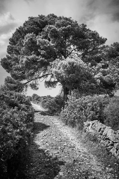 Sort Hvidt Billede Naturskøn Smal Landevej Mallorca Spanien - Stock-foto