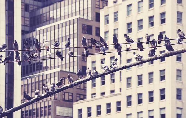 Uccelli Urbani Immagine Stilizzata Retrò Piccioni Nella Città New York — Foto Stock