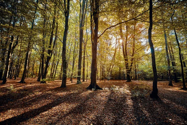 Vista Panorâmica Floresta Com Sombras Profundas Nascer Sol — Fotografia de Stock