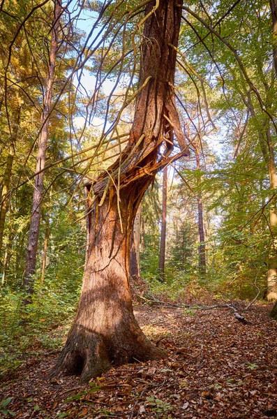 Poškozený Strom Podzimní Les Při Východu Slunce — Stock fotografie