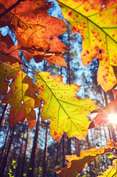 Podzimní Listí Proti Slunci Tónování Barev Která Selektivní Ostření — Stock fotografie